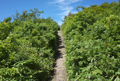 登山道前半段少有瞭望台，都是单调的坡道