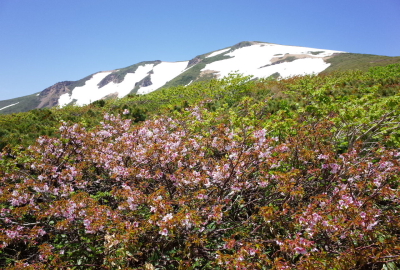 高嶺桜と新緑、残雪の山頂部の組み合わせが美しい