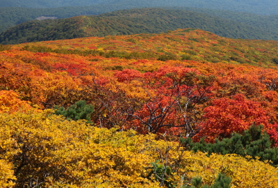 東栗駒山山頂から東側の山肌。新緑と紅葉最盛期が美しい
