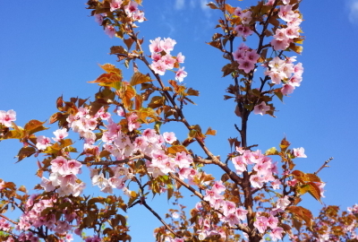 Japanese alpine Cherry (Prunus nipponica)