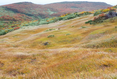 新湯沢源頭部に広がる草原。草紅葉が美しい