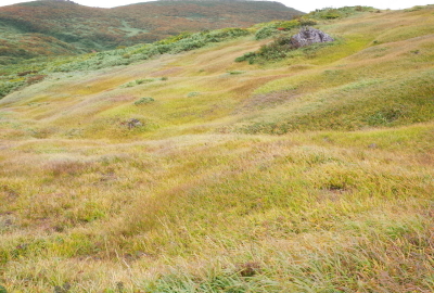 山頂東面、新湯沢源流部の草黄葉