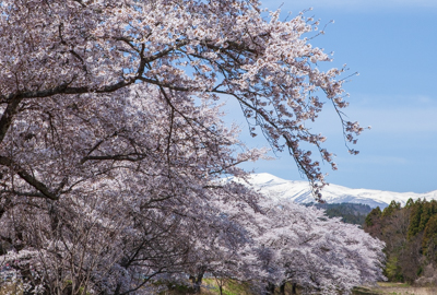 桜と栗駒山